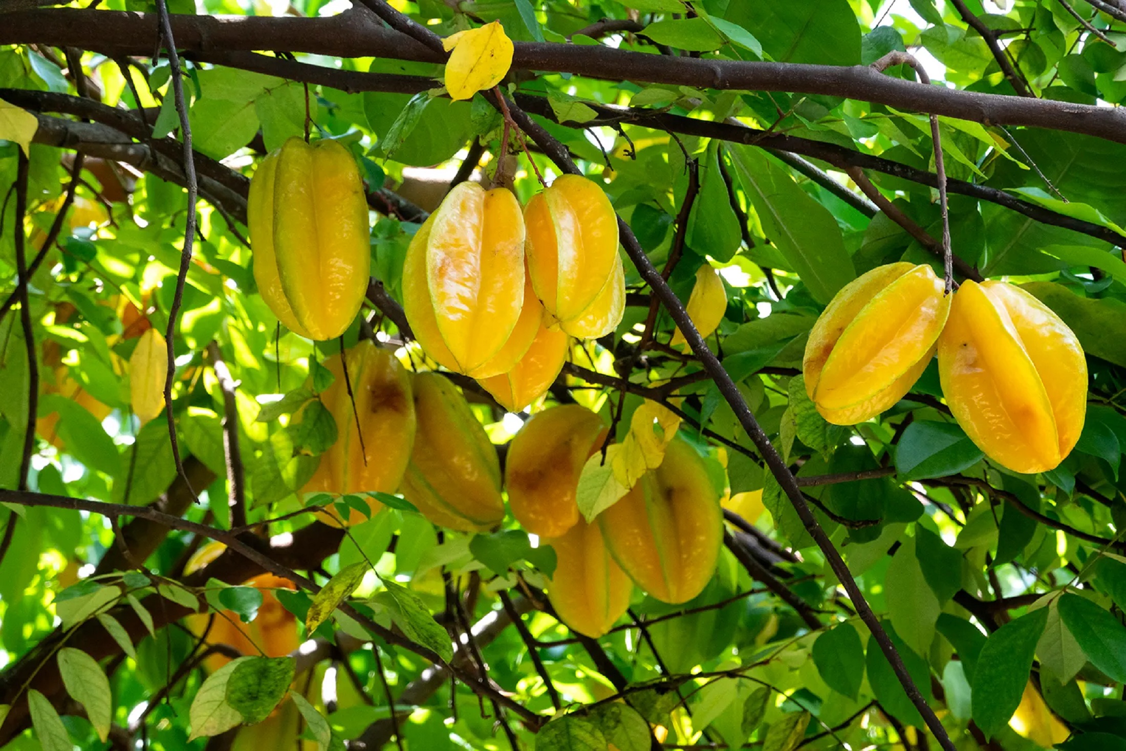 Star Fruit Plants